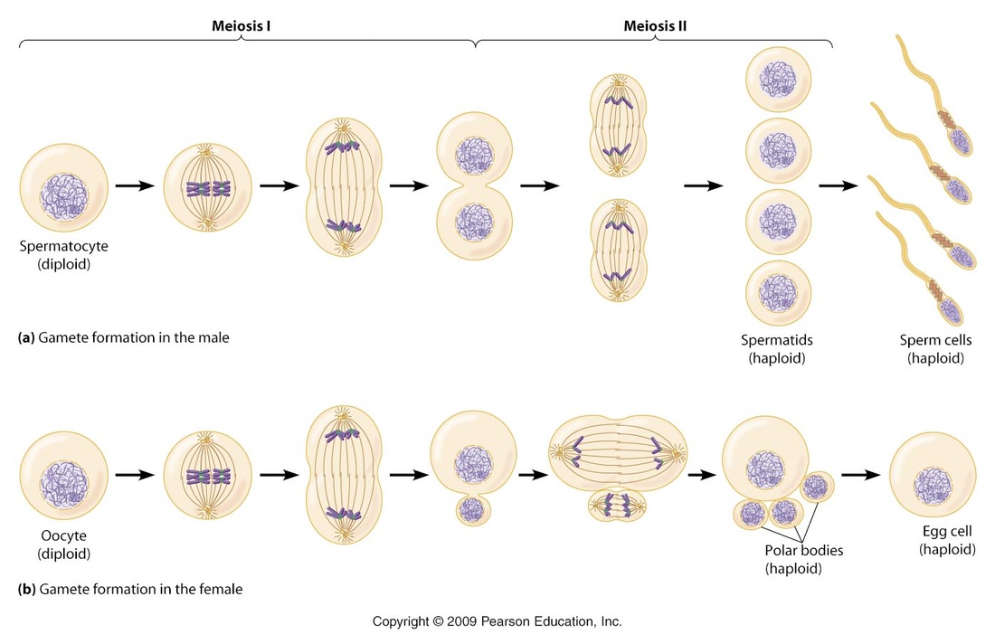 mitosis-meiosis-miss-halligan